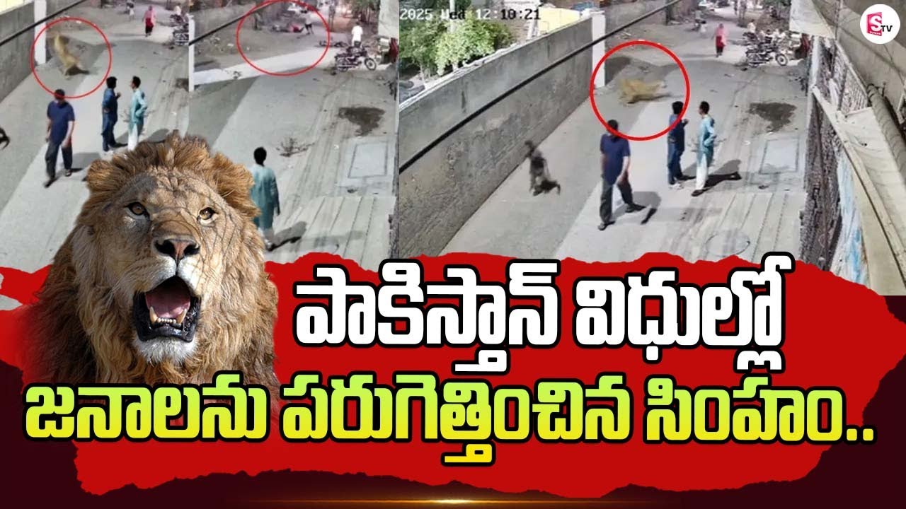 పాకిస్తాన్ విధుల్లో జనాలను పరుగెత్తించిన సింహం.. Public Outraged By Pet Lion Attack In Pakistan