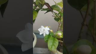 Download Lagu Bunga Melati Mekar Lagi #trending #music #bungamelati #shorts #shortvideo MP3 Download Lagu Bunga Melati Mekar Lagi #trending #music #bungamelati #shorts #shortvideo MP3