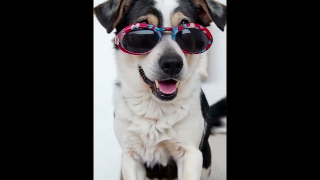 A Day in the Life of a Dog Influencer  