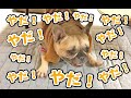 お散歩に行きたくない事を全力でアピールするフレンチブルドッグ