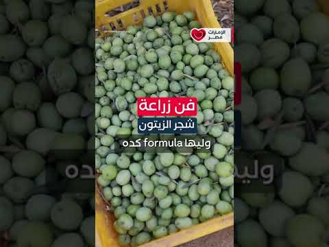 زراعة الزيتون فن ومتعة وعلم ودراسة تعالى معانا واتعرف على جمال زيتون مصر