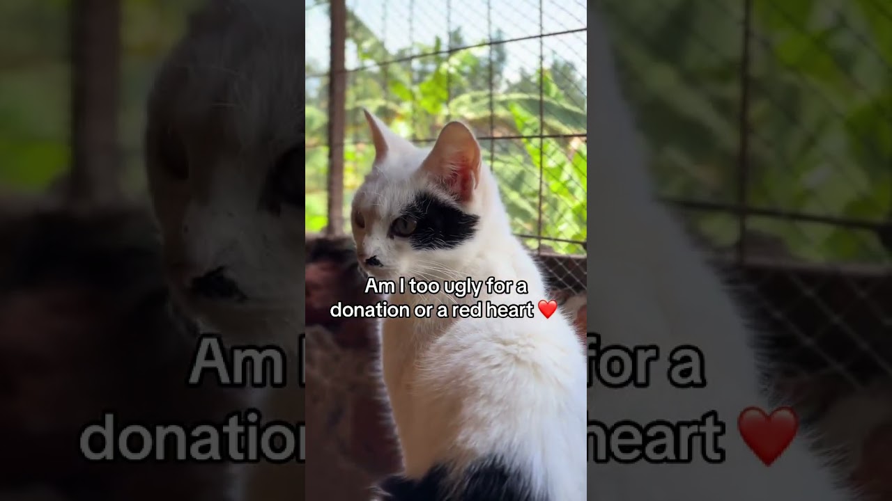 Please kindly donate anything to helpraise funds for a daily food, 🙏😭