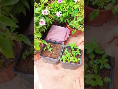 طريقة صحيحة لزراعة الريحان بسهولة في المنزل زراعة  نبات الريحان 