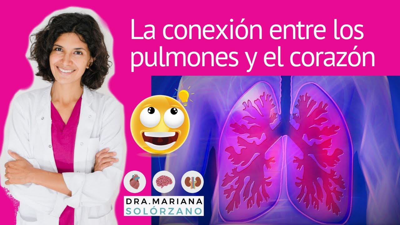Conoce la conexión entre el corazón, los pulmones, el hígado y los ...
