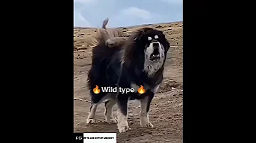 Types Of Tibetan Mastiffs 