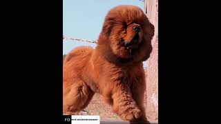 Types of Tibetan Mastiffs