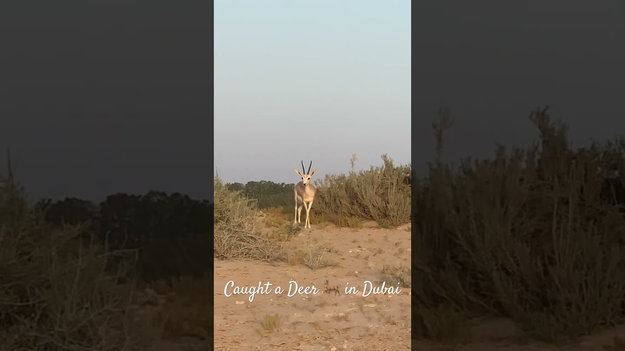 Caught a Deer in Dubai | #dubai  #shortvideo #shorts