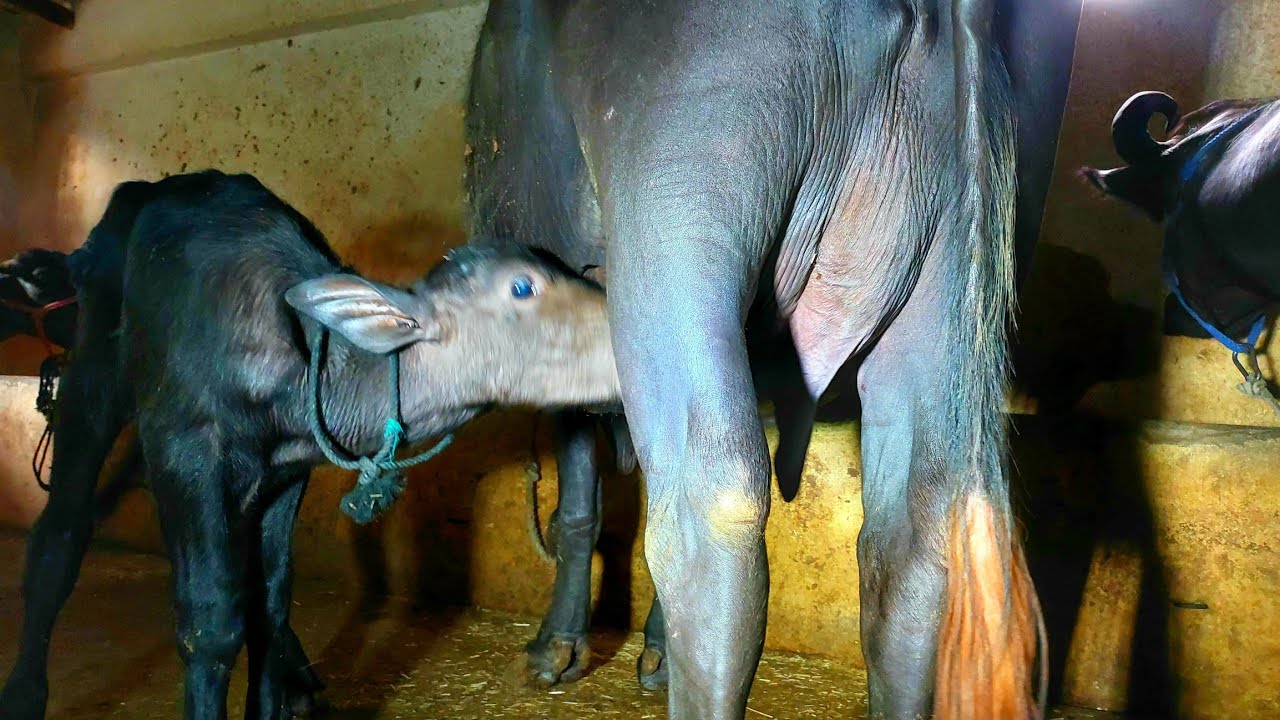 Village boy buffalo milking by hand || DDR Dairy Farm - YouTube