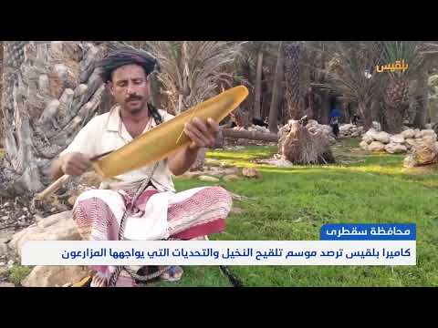 كاميرا بلقيس ترصد موسم تلقيح النخيل والتحديات التي يواجهها المزارعون في سقطرى | تقرير: أحمد القيسي
