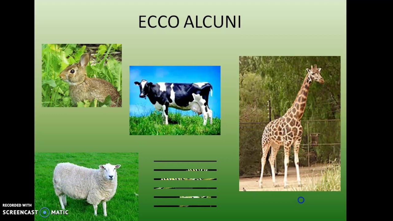 Animali Carnivori Erbivori E Onnivori Wikipedia