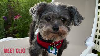 Cleo, a female Mini Poodle Schnauzer mix at Muttville Senior Dog Rescue-adopted!