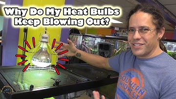 Why Do Your Pet Reptile