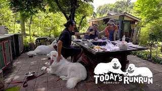 ルンルンとアランもお肉をもらったBBQ　Great Pyrenees　グレートピレニーズ