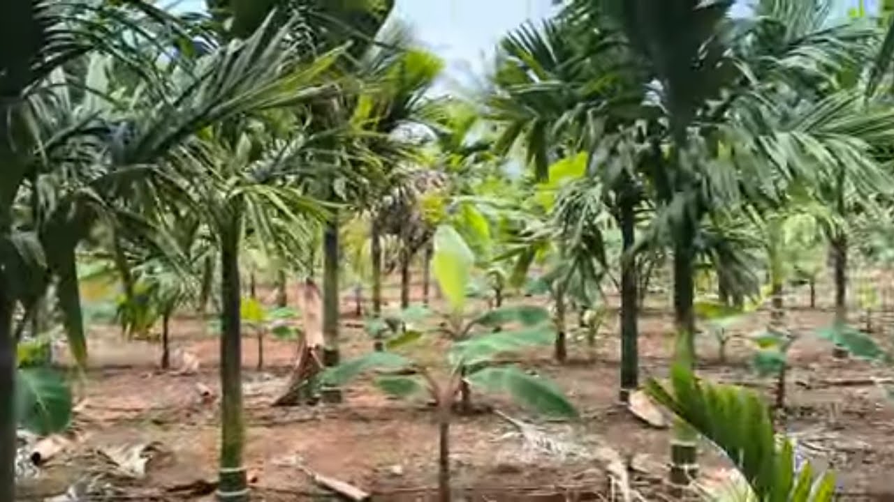 ஈரோடு (மா) சத்தி(வ) சத்தி அருகில் 3.5 ஏக்கர் தோட்டம் விற்பனை 9585376767