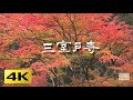 [4K] 三室戸寺　京都の紅葉　京都の庭園　Mimuroto-ji Temple Autumn leaves The Garden of Kyoto