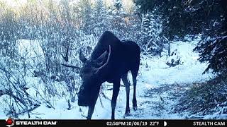 Curious Bear Cubs and Many Moose Montage by People and Carnivores 55 views 3 years ago 1 minute, 52 seconds