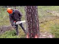 Валка корабельной сосны // Зажало😁😁😁 // Stihl MS261