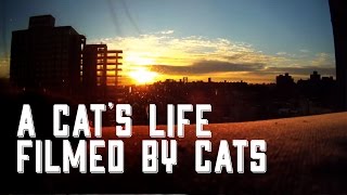 Cat Diaries: The First Ever Movie Filmed by Cats! Cat Diaries: The First Ever Movie Filmed by Cats!