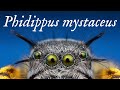 Phidippus mystaceus