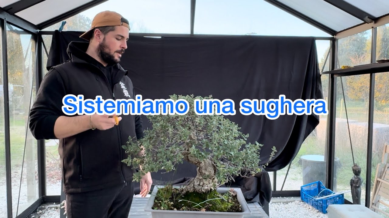 Sughera bonsai potatura corretta 