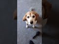 My dog learning tricks 