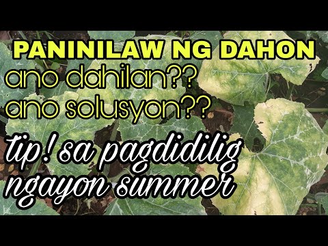 Video: Bakit ang aking mga pine tree ay nagiging kayumanggi at namamatay?