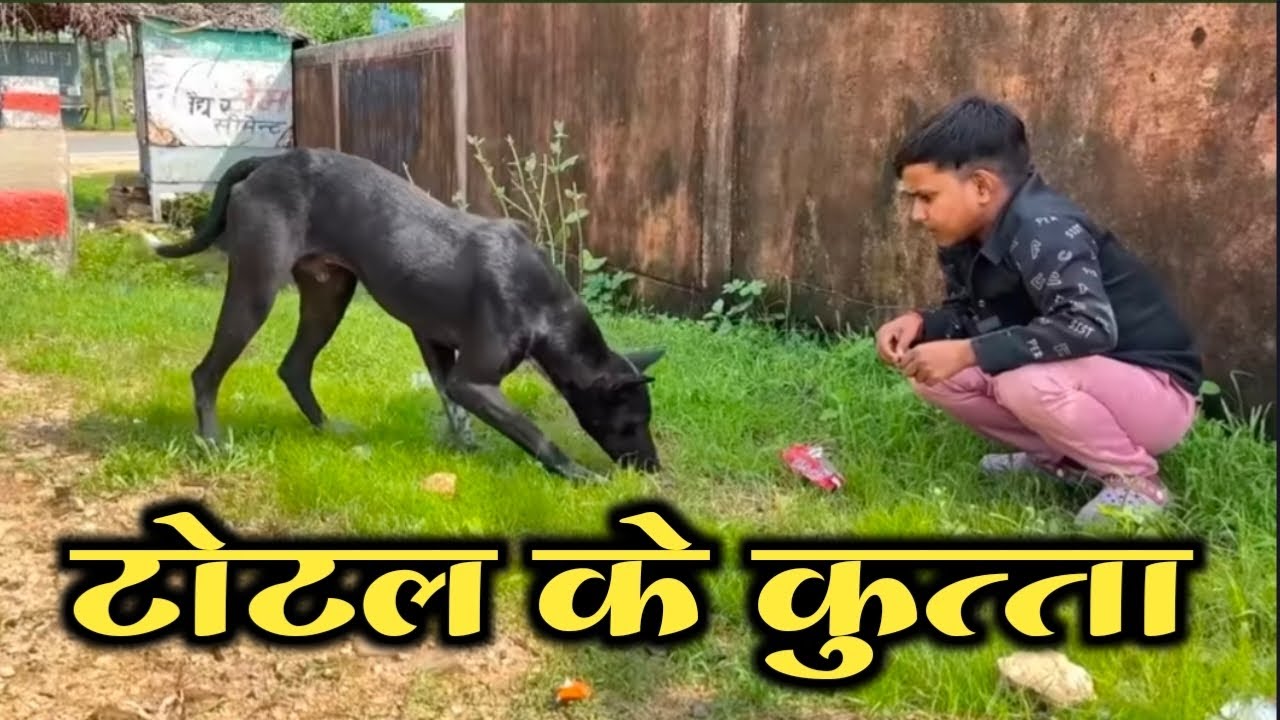 टोटल के कुत्ता !! Bundeli sort film !! Total ke kutta 