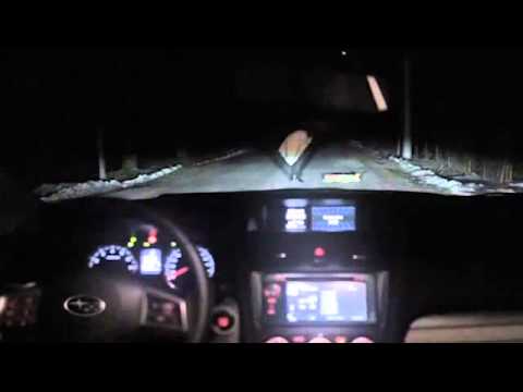 ქალი მანქანით ძაღლს გაიტანს და ......