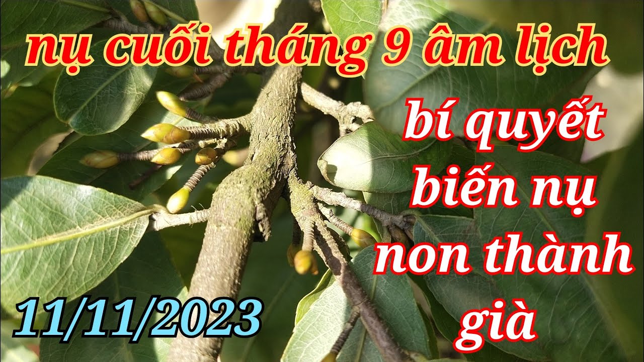 11/11/2023 chăm sóc mai vàng bí quyết biến nụ non thành nụ già nụ chắc ...