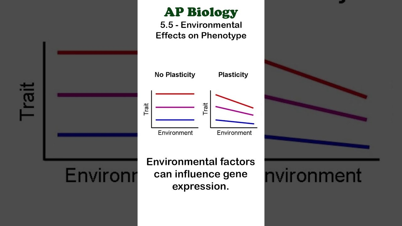 AP Bio - 5.5 Phenotypic Plasticity 