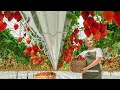 They are building a greenhouse on an empty field for growing delicious strawberries