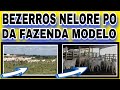 BEZERROS NELORE PO DA FAZENDA MODELO