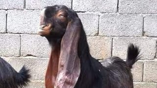 الماعز القبرصي(Cypriot goats) ملك الغية للغواة والمربيين