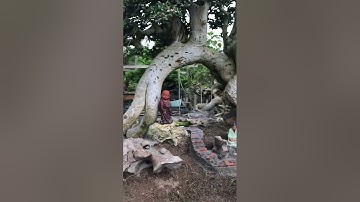 Chuyện làm tiểu cảnh bonsai cỗng làng mái đình giếng nước