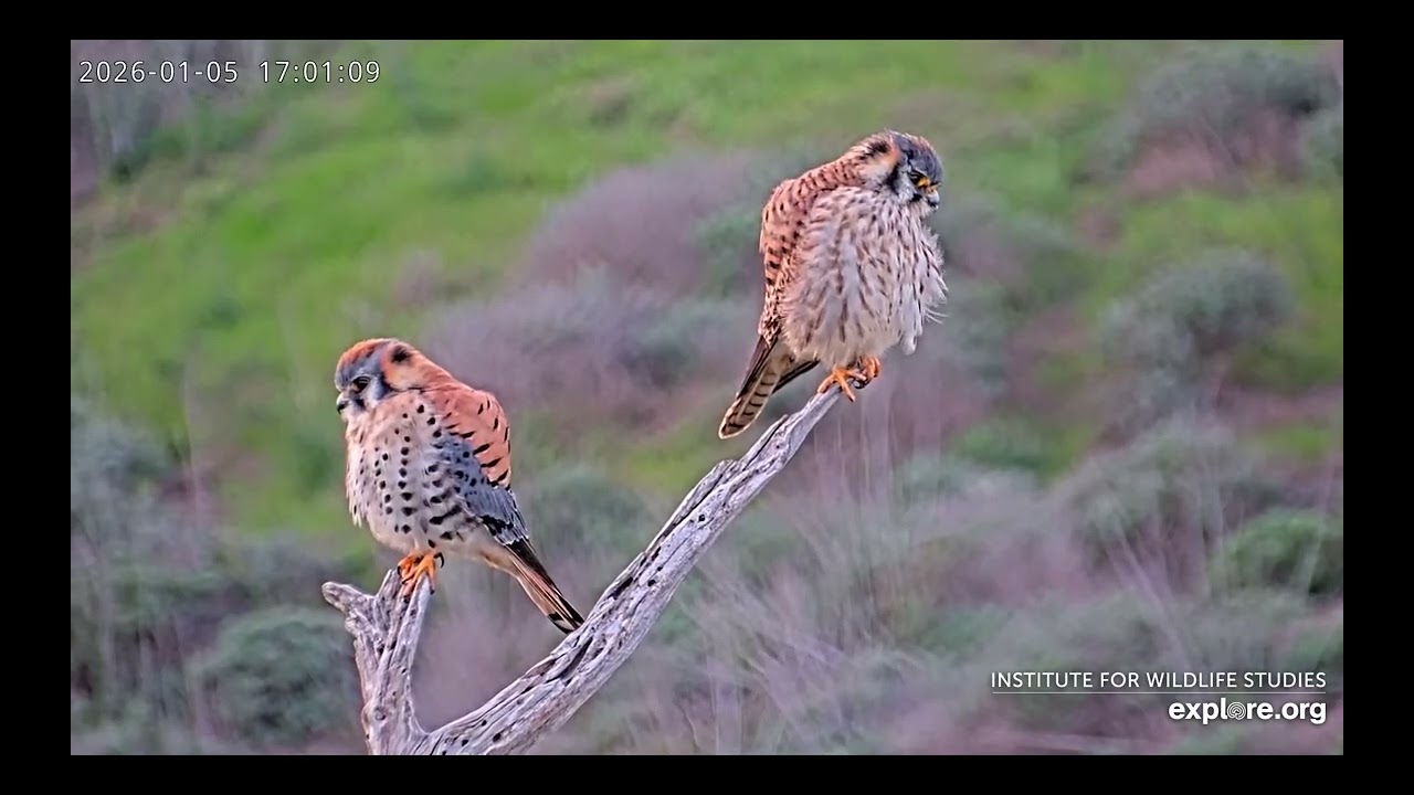 Bald Eagle Nest Cam  Sauces Eagles at Channel Islands NP - American Kestrels/ explore.org 1/5/26
