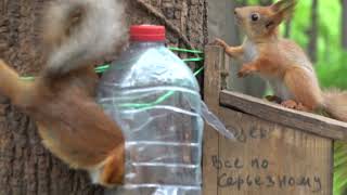 Копия Копии, бельчонок и другие белки / Copy of Copy, a squirrel baby and other squirrels by Всё по Серьёзному 2,079 views 7 days ago 12 minutes, 17 seconds