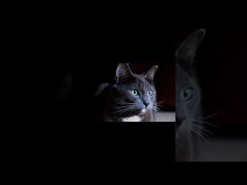 वीडियो: बिल्लियों में साँस लेने में कठिनाई