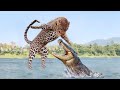 15 Animals That Could Defeat A Crocodile