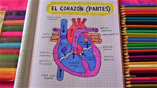 El corazón y sus partes/ parties heart/ DibujoYColor.