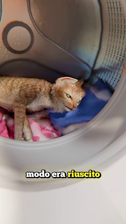 THE CAT WHO WALKED INTO A WASHING MACHINE (credits: ​⁠@zackdfilms)