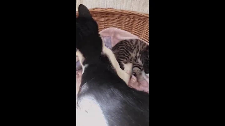 CAT HelpS Baby Kittens Pee and Poop!