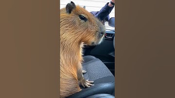 Capy goes to jail 😔 #capybara #capy