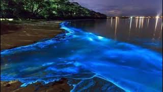 classic  muruga kavady song