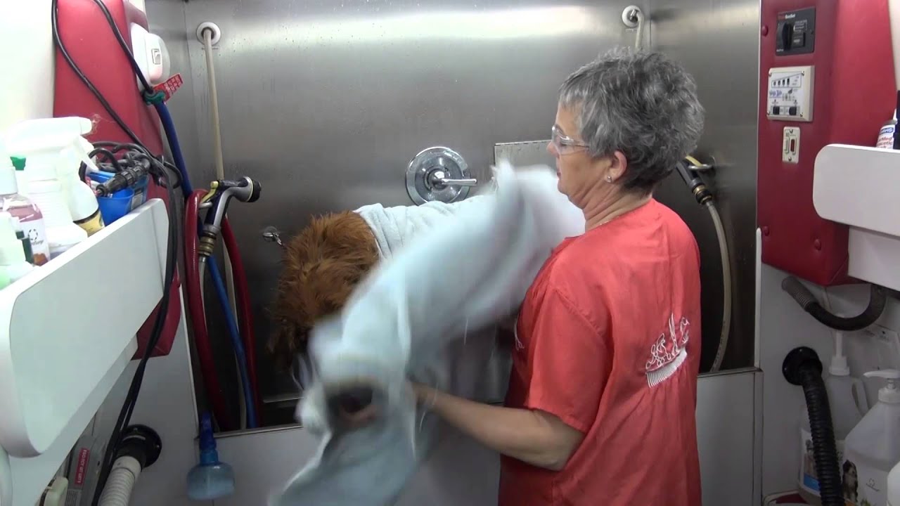 Dog Grooming HydroBathing and DeShedding a Golden Retriever in the
