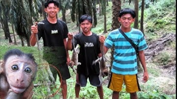 HUNTING MONKEY,‼️ PEST CONTROL