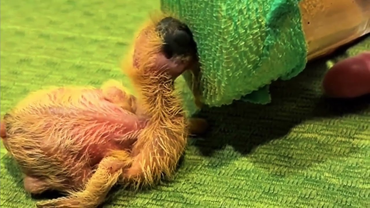 "Baby Pigeon Feeding | Cute Newborn Pigeon Care"