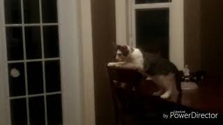 Epic Kitten Fail