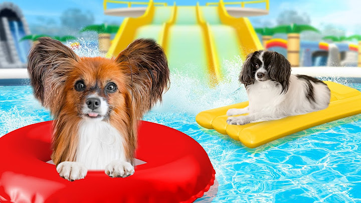 AQUAPARK DLA NASZYCH PIESKÓW!