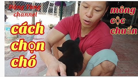 cách chọn và phân biệt chó mông cộc chuẩn#Đặng Tùng channel