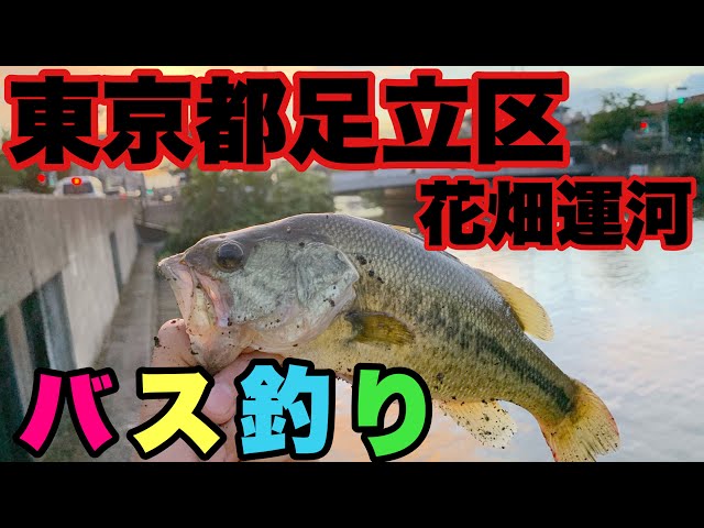バス釣り】東京人気バス釣りスポット‼東京都足立区花畑運河‼ - YouTube